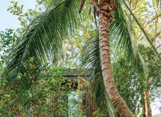 A combination of existing leaning coconut palms and newly planted ficus trees set into native oolite boulders frames the main steps leading to the residence. Floor-to-ceiling sliding glass doors invite natural light and help provide cross ventilation.